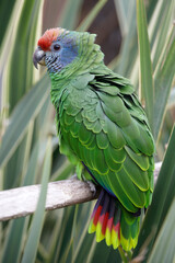 An Amazona brasiliensis parrot close up