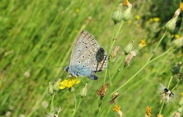 Beautiful blue polyommatus butterfly in the meadow, closeup