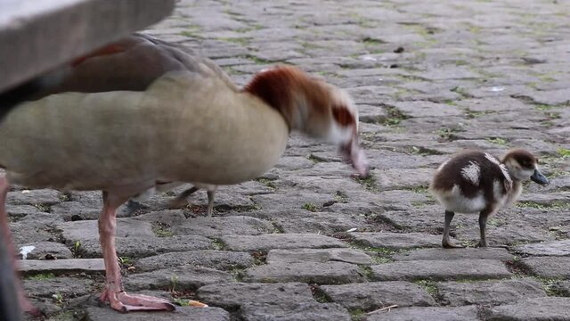 Egyptian goose family with little fledglings and father duck and mother goose show guarded exploration of young biddies in a park with parental care and parental protection with brothers and sisters