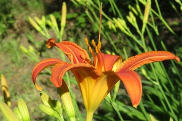 Obraz premium Beautiful orange tiger lily in the garden, closeup