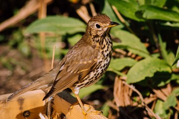 bird on a branch scotland wildlife
