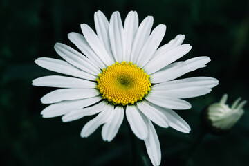 Obraz premium White daisy on a dark background. Flower plants in summer in nature