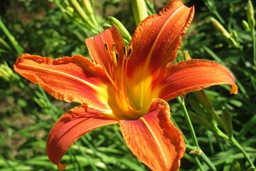 Orange lily flower in the garden, closeup