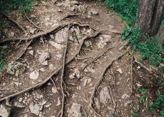 The woven roots of the tree come out of the ground