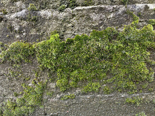 Obraz premium concrete wall overgrown with moss in spring