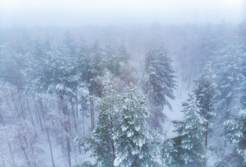 Winter snowy evergreen forest on a foggy morning. Christmas trees and firs covered with fresh snow