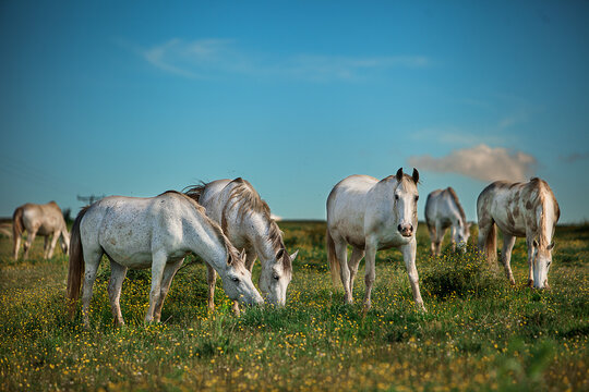 Shot of elegant cream colored horses grazing in a sunny field