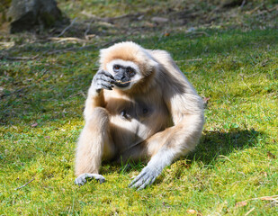 Obraz premium Female Lar Gibbon