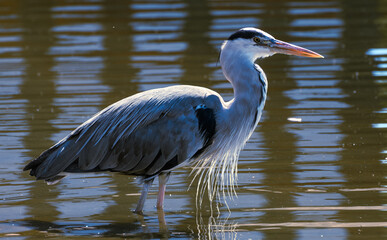 Grey Heron feeding