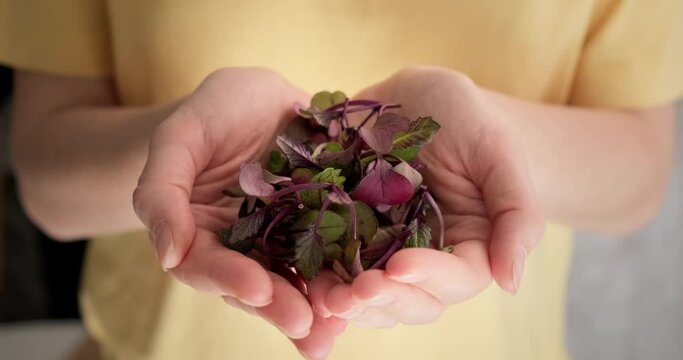 Healthy eating concept - organic baby beatroot microgreens close up in woman hands, 4K footage.
