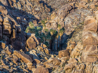 Plants of Lost Palms Oasis in Joshua Tree National Park