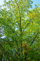 The foliage of the trees against the blue sky. crown of a young, green maple tree, against the blue sky