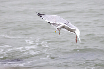 European herring gull (Larus argentatus) in flight