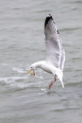 European herring gull (Larus argentatus) in flight
