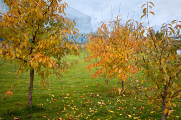Autumn trees in cityscapes. Golden autumn. Yellow-red leaves g