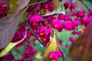 Red euonymus in the autumn garden at dawn