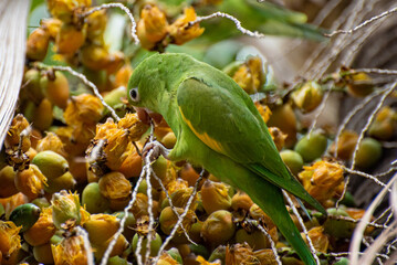 Maritaca bird from Brazil, beautiful bird in Brazil feeding on coconut, selective focus.
