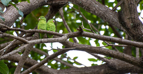 Maritaca bird from Brazil, couple of birds in Brazil in love, selective focus.