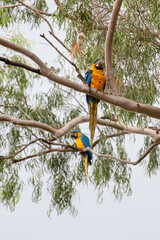 Macaws, beautiful birds from Brazil called Arara in their natural habitat, selective focus.