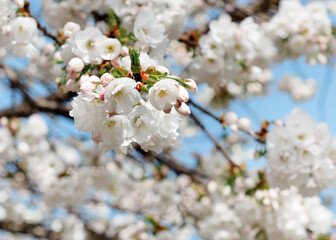 branch of white flowers blossom in the spring warm day