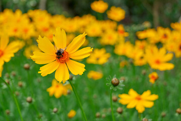 bee perched  on yellow wildflower,  tickseed plant on garden