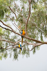 Macaws, beautiful birds from Brazil called Arara in their natural habitat, selective focus.