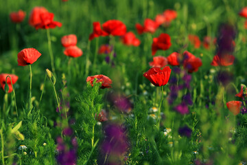Poppies on a meadow in summer