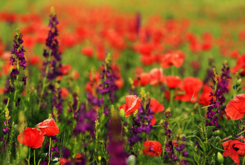 Poppies on a meadow in summer