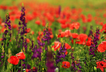 Poppies on a meadow in summer