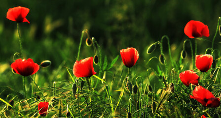 Naklejka premium Poppies on a meadow in summer