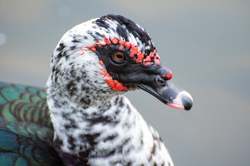 Pato, a duck with an angry face on a lake in Brazil, selective focus.