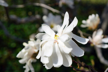 White and pink flower of a star magnolia (magnolia stellata) tree in spring