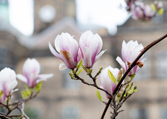 white and pink magnolia flowers on the brunch against town hall  in sunny spring day