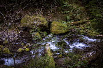 stream in the forest