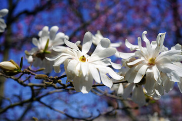 White and pink flower of a star magnolia (magnolia stellata) tree in spring