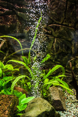 aquarium algae with a jet of air bubbles from the aerator