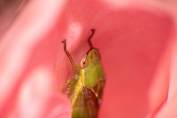 Macro world, beautiful insect seen in detail through macrophotography, selective focus.
