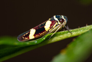 Macro world, beautiful insect seen in detail through macrophotography, selective focus.