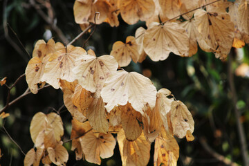 A beautiful close-up view of wild tree white leaves.