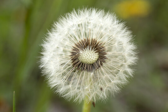 Fototapeta macro di soffione fiore