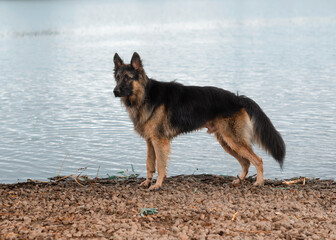 German shepherd on the lake shore on a cloudy day
