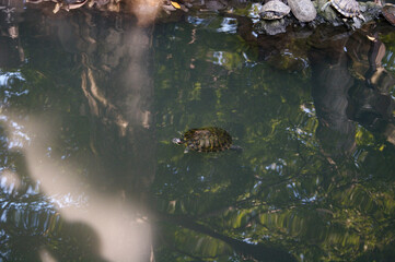 turtle in the water