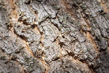 Thick tree bark for background.