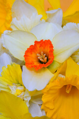 Bouquet of colorful yellow, orange and white daffodil flowers