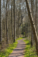 Pathway through Boilton Wood