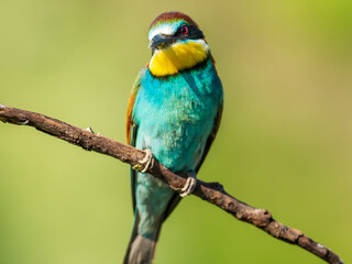 Colorful European bee-eater is sitting on a dry branch