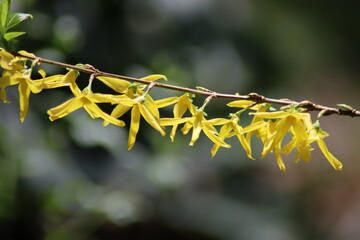 yellow flowers on a branch