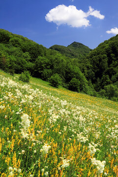 Scenic summer morning landscape in the Occidental Carpathians, Transylvania. Mountain rural scenery in Apuseni Mountains, Romania, Europe