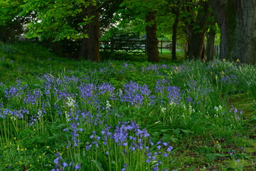 Bluebell glade, Jersey, U.K. Spring rural landscape.