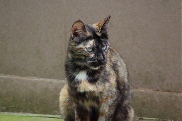portrait of a cat